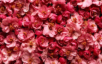 Flowers, Background, Texture, Textures, Wild Rose HD wallpaper