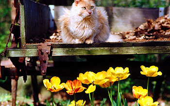 Feel Good, bank, cats, garden, cat, flowers, sun HD wallpaper