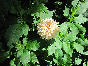 A fantastic day at Edmonton garden 22, white, leaves, graphy, green, Flowers, dahlia HD wallpaper