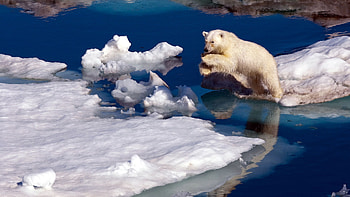 Cool polar bear , Hunting scenes, Arctic predator, Wildlife graphy HD wallpaper