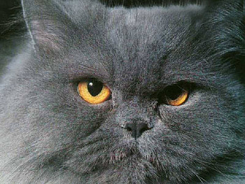 Cute cat, kitten, russian, cute, cat, pet HD wallpaper