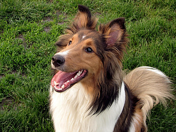 Animals, Fluffy, Dog, Muzzle, Tired, Shetland Sheepdog, Shetland Shepherd's Dog HD wallpaper