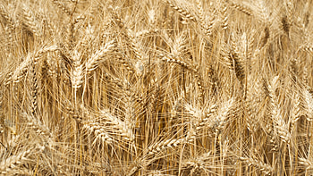 Closeup View Of Wheat Field Blur Background Nature HD wallpaper