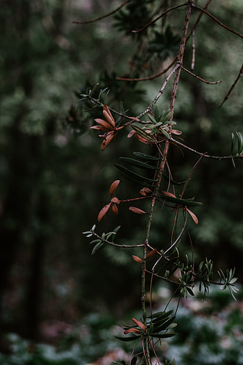 Nature, Plant, Blur, Smooth, Branch HD phone wallpaper
