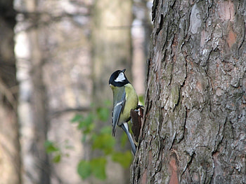 Animals, Birds HD wallpaper
