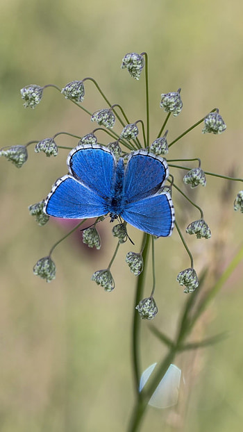 Blue Butterfly, Beautiful Background HD phone wallpaper