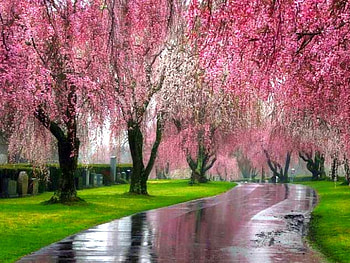 Pink Trees, trees, pink, beautiful HD wallpaper