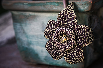 Flowers, Flower, Spotted, Spotty, Cactus, Unusual HD wallpaper
