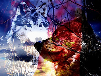 wolves, cool, cute, wolf HD wallpaper