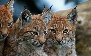 Animals, Bobcats, Muzzle, Sight, Opinion, Big Cats HD wallpaper