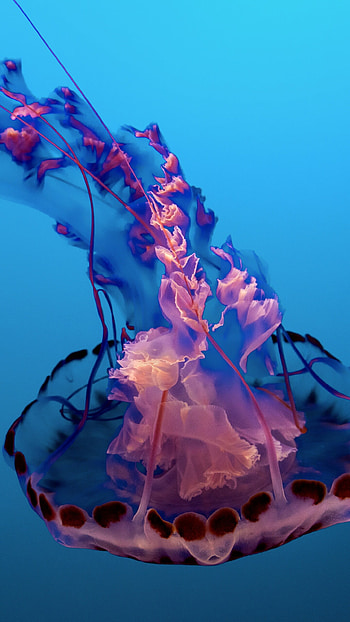 Pink glimmer, Underwater marvel, Sea life aquarium, animals HD phone wallpaper
