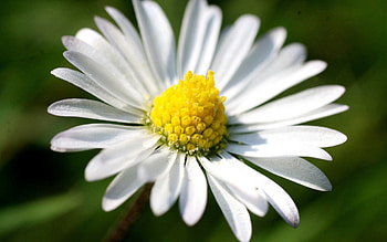 Grass, Camomile, Flower, Macro, Shine, Light, Petals, Chamomile HD wallpaper