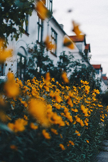 Plants, Flowers, Flower Bed, Flowerbed, Decorative HD phone wallpaper