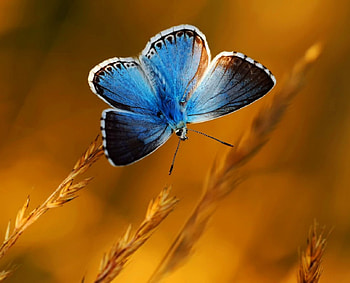Butterfly blue, blue, butterfly, gold, wheat HD wallpaper