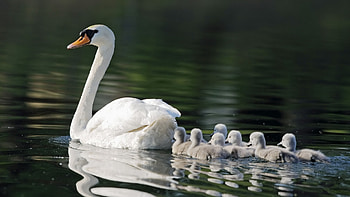 Animals, Birds, Swans HD wallpaper