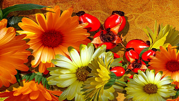 Autumn Flowers, yellow, nature, flowers, gerbera, orange HD wallpaper