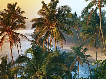 Landscape, Trees, Palms HD wallpaper