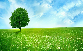white dandelion field, beautiful, field, tree, dandelion HD wallpaper