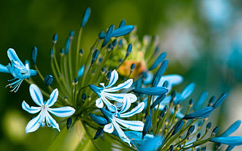 Plants, Flowers HD wallpaper
