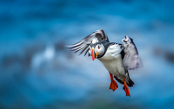 Puffin, blue, wings, white, black, bird, cute, pasare, flying, orange HD wallpaper