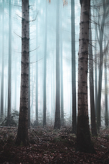 Nature, Trees, Forest, Fog, Haze HD phone wallpaper