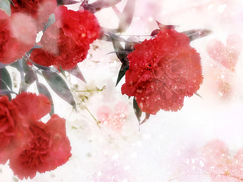 Red Flowers, carnations, nature, flowers, red HD wallpaper