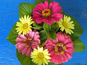 POSY OF ZINNIAS, blue, gardens, pink, bouquets, plants, zinnias, flowers, daisies HD wallpaper