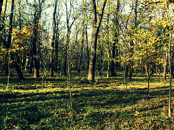 Forest, trees, nature, green HD wallpaper