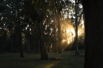 Nature, Trees, Rays, Beams, Sunlight HD wallpaper