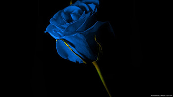 Single Blue Rose HD wallpaper