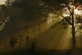 light ..., forrest, sunlight, light, tree HD wallpaper