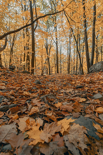 Nature, Trees, Autumn, Leaves, Forest, Fallen Foliage, Fallen Leaves HD phone wallpaper