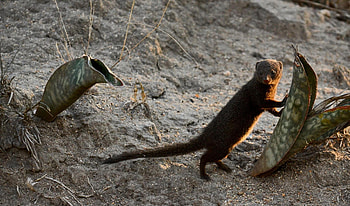 Dwarf mongoose, Thornybush, Small and fierce, Savanna habitat HD wallpaper