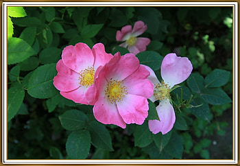 PRETTY ROSE, PRETTY, NATURE, ROSE HD wallpaper