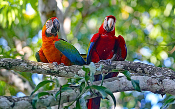 Parrots, Nature, Branches, Trees HD wallpaper