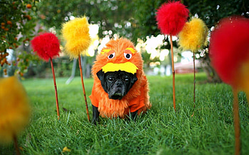 Animals, Background, Dog, Carnival HD wallpaper