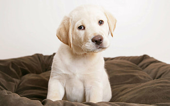Cute Labrador Retriever, Puppy , Adorable breed HD wallpaper