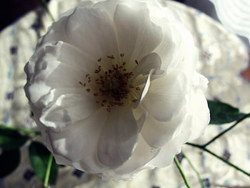 White rose, rose, white, nature, flower HD wallpaper