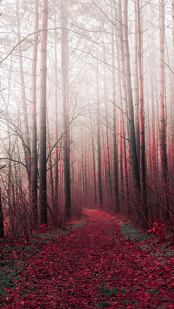 Nature, Trees, Road, Forest, Path HD phone wallpaper