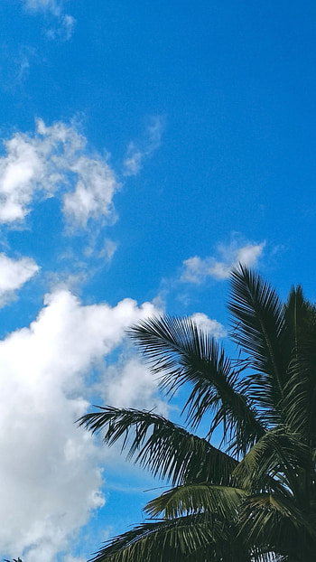 Nature, Sky, Leaves, Clouds, Palm, Branches HD phone wallpaper
