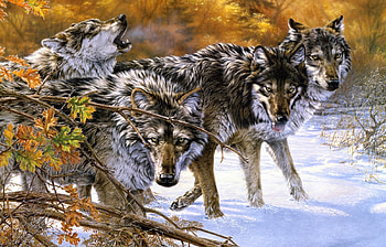 Animals, Wolfs, Snow HD wallpaper