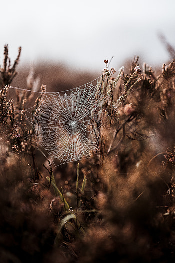 Grass, Web, Macro, Fog, Blur, Smooth, Weaving, Braiding HD phone wallpaper