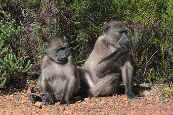 Phew, it's hot. I could use a nice cold beer, Primates, sitting, bushes, two baboons, grey coats, sandy ground HD wallpaper