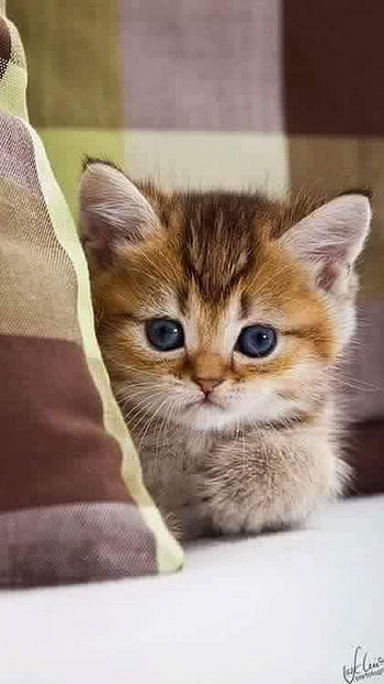 Cute Baby Cat, Adorable Baby Kitten, Kitty, kitten HD phone wallpaper