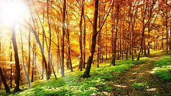 Autumn Forest, trees, autumn, nature, forest HD wallpaper