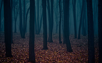Immersive forest experience, Nature's realm unfolds, Mediative wanderings, Enchanted wilderness HD wallpaper