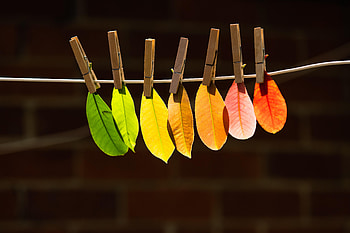 Autumn, Leaves, Miscellanea, Miscellaneous, Gradient, Veins HD wallpaper