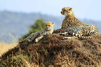 Serengeti National Park, Cheetah HD wallpaper