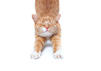 Good morning!, animal, white, morning, cat, orange, stretching, ginger, pisica, funny HD wallpaper