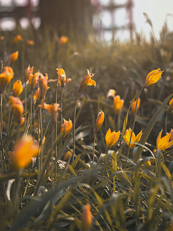 Flowers, Grass, Bloom, Flowering, Yellow Flowers HD phone wallpaper
